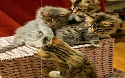 Bengal cats for sale: Elven Bengals - Image 20