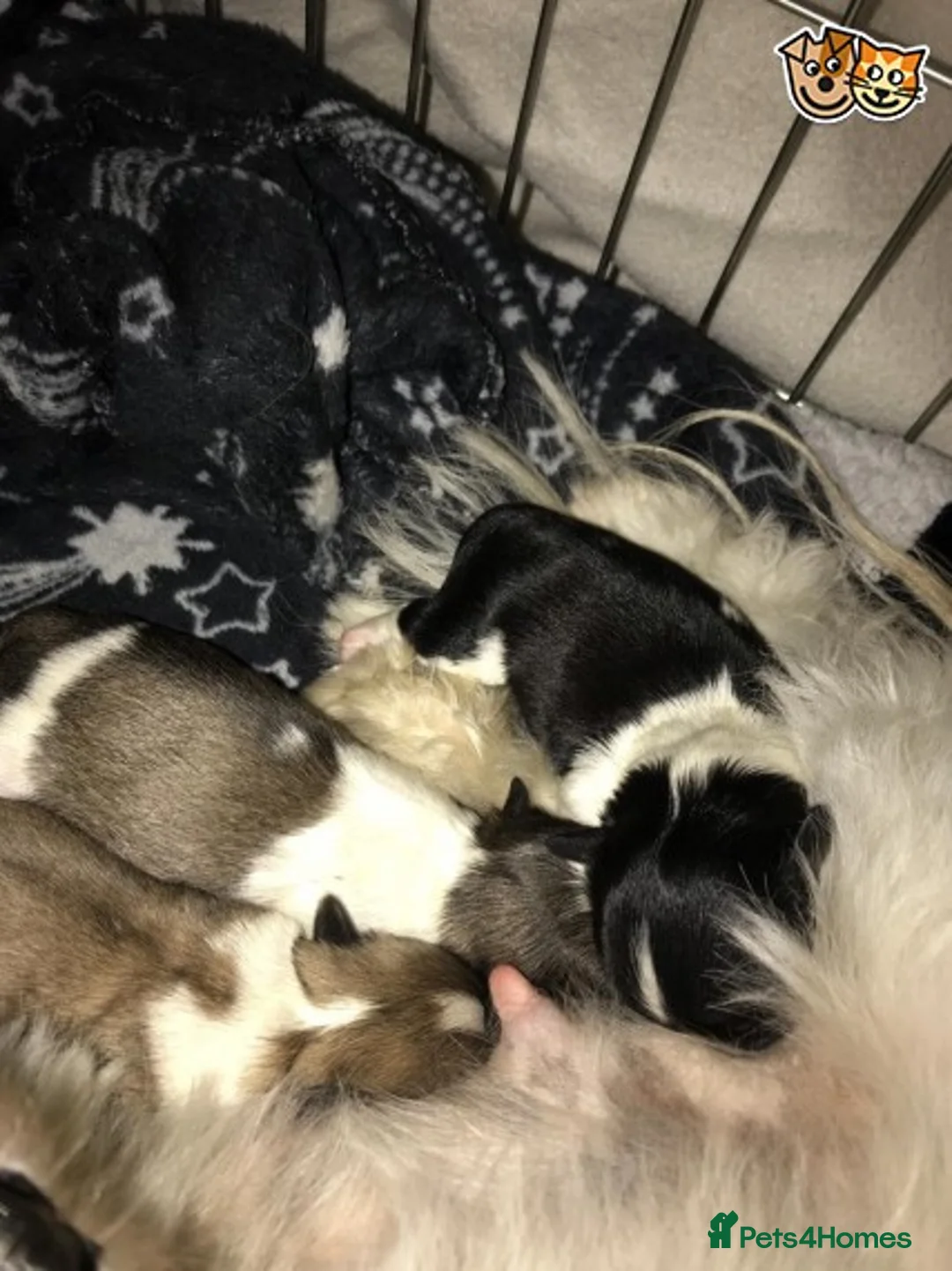 Shih Tzu dogs for stud: Memphis Shihtzu Stud + Free Scan in Ely - Advert 8