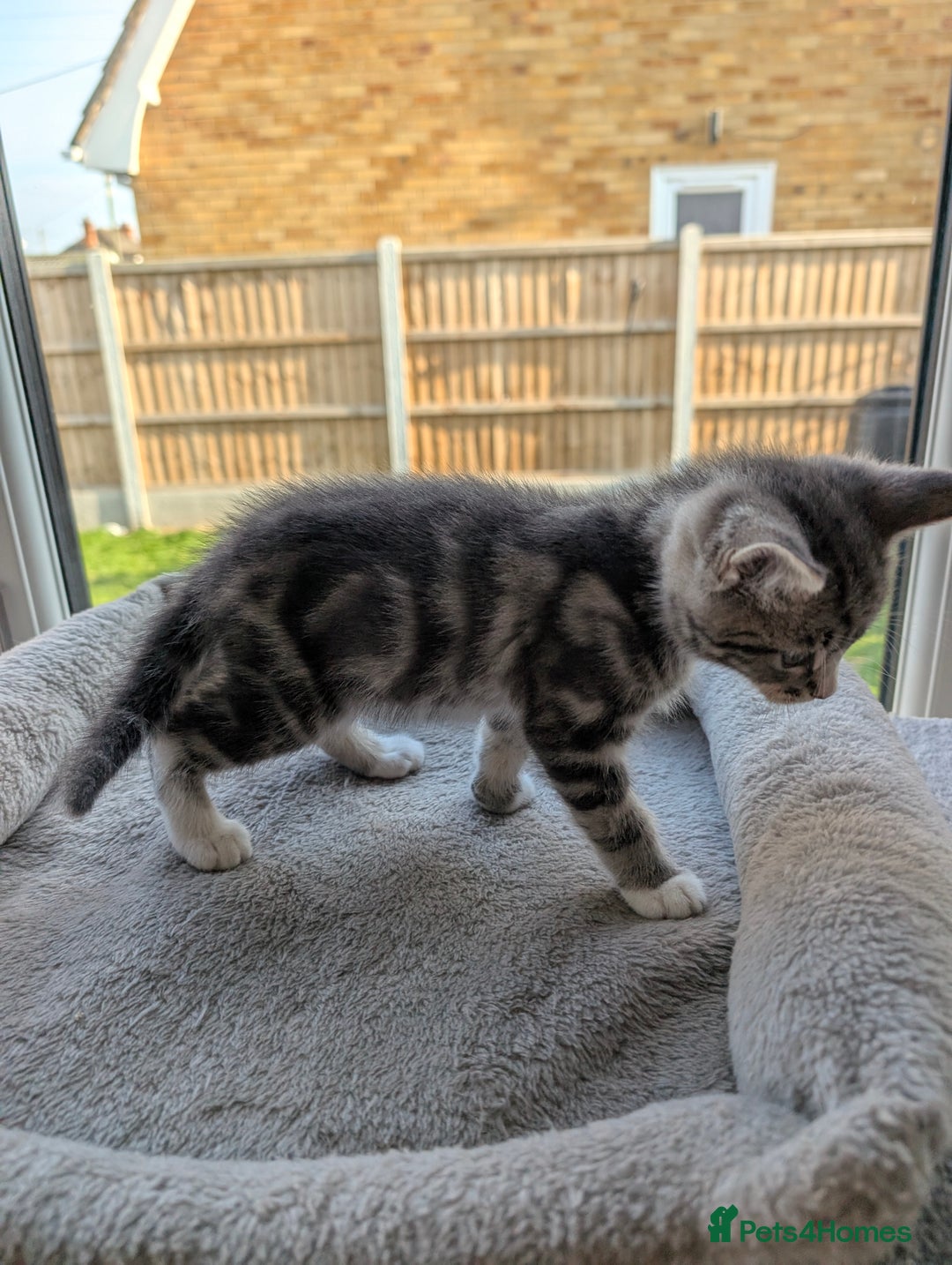 Domestic Shorthair cats for sale: Super stunning kittens - Image 17