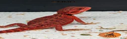 Bearded Dragon reptiles for sale: Stunning baby bearded dragons ready to go!  - Advert 3
