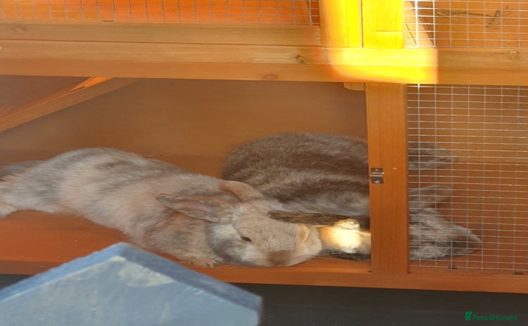 Mini Lop rabbits - Advert 1
