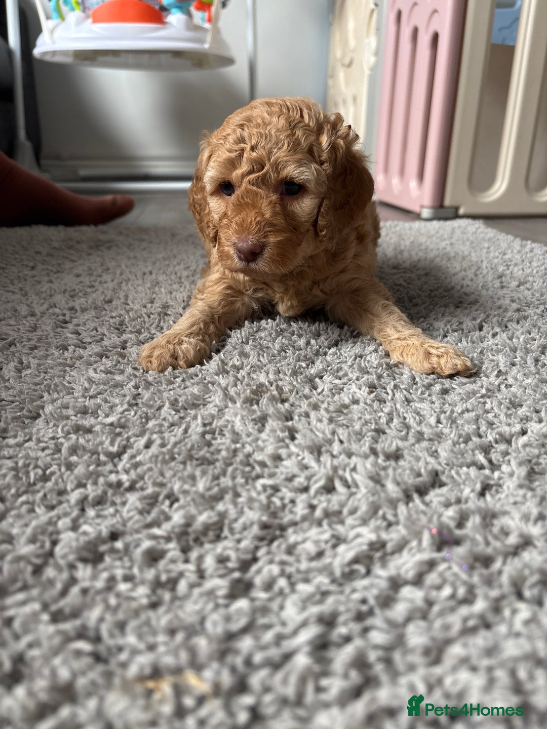 Cockapoo dogs for sale: F1B cockapoo puppies! Ready in 3 weeks!  - Image 11