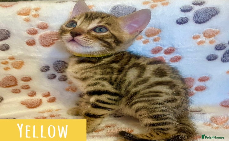 Bengal cats - Advert 1