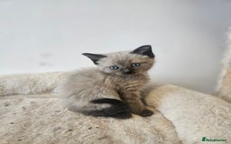 Ragamese cats for sale: 3/4 Ragdoll x 1/4 Siamese Kittens ♡ - Image 2