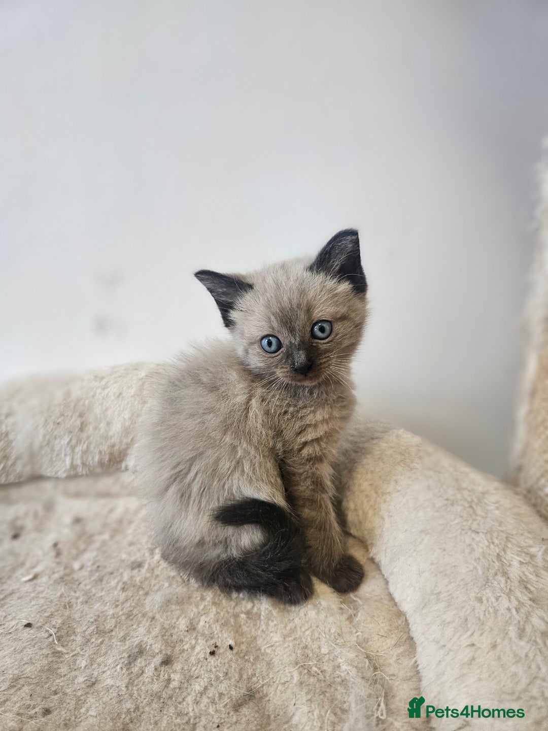 Ragamese cats for sale: 3/4 Ragdoll x 1/4 Siamese Kittens ♡ - Image 2