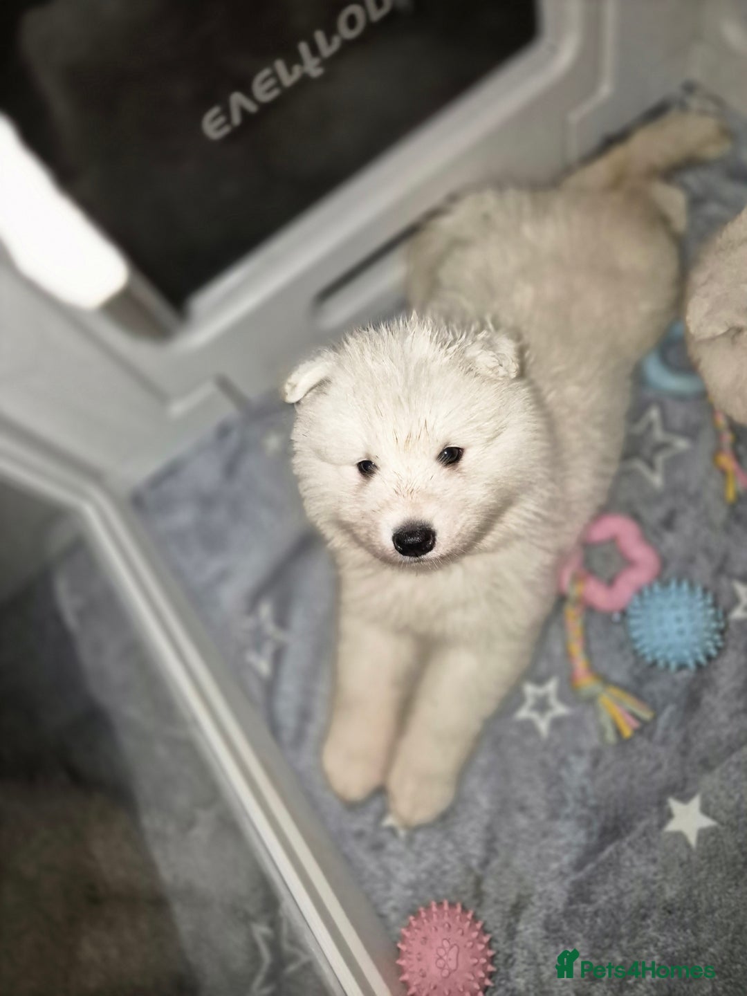 Samoyed dogs for sale: Samoyed puppies - can leave anytime from 23rd  - Advert 11