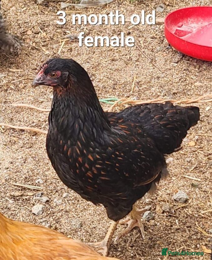 Quail poultry Rare Barneveler Bantam - Advert 22