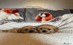 Cava Tzu dogs for sale: Shitalier  - Image 3