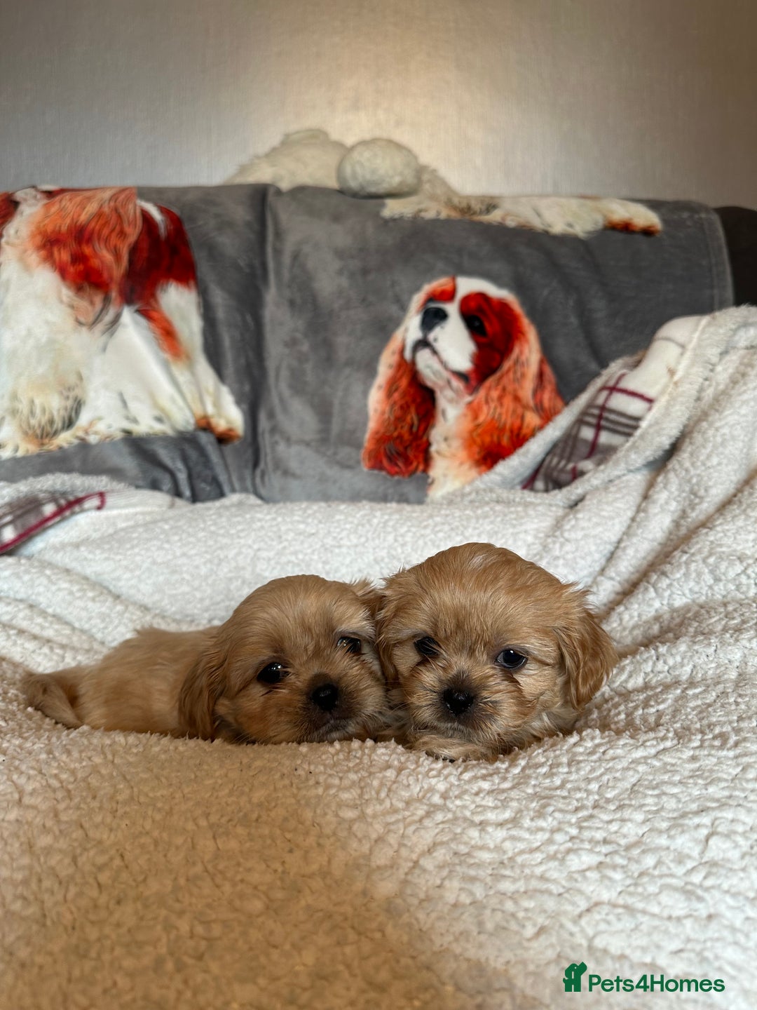 Cava Tzu dogs for sale: Shitalier  - Image 3