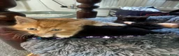 Mixed Breed cats for sale: Female Ginger Kitten - Advert 6