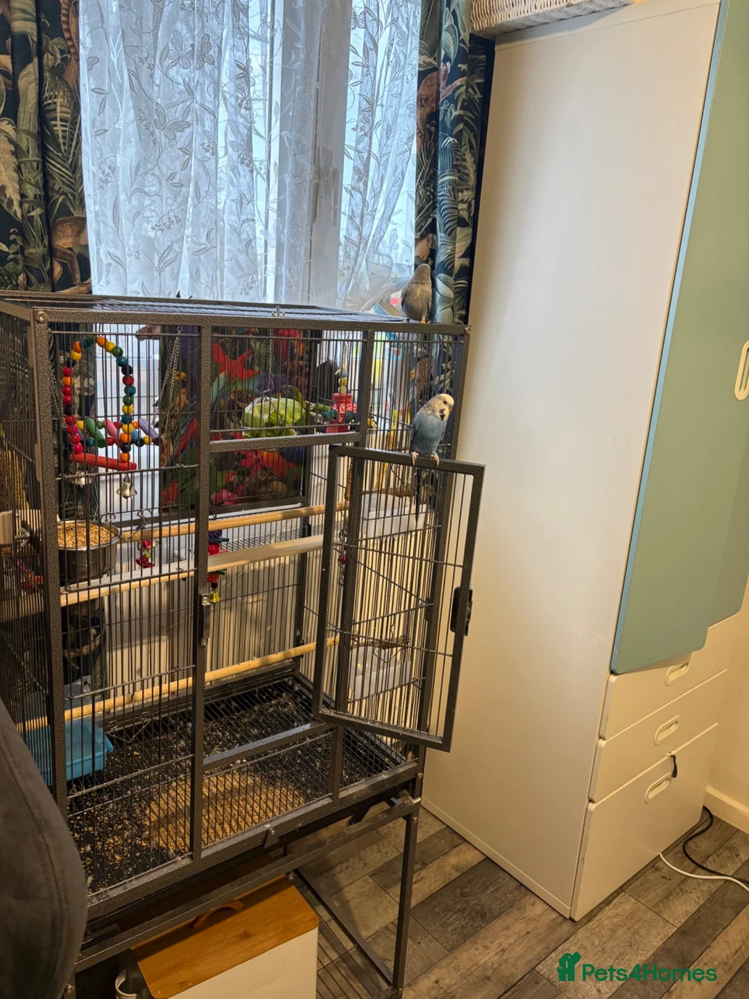 Budgerigars birds for sale: Birds for sale with cage and accessories  - Advert 11