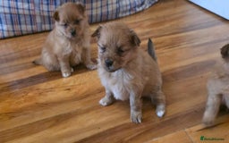 Pomeranian dogs for sale: Pomeranian Puppies - Image 15