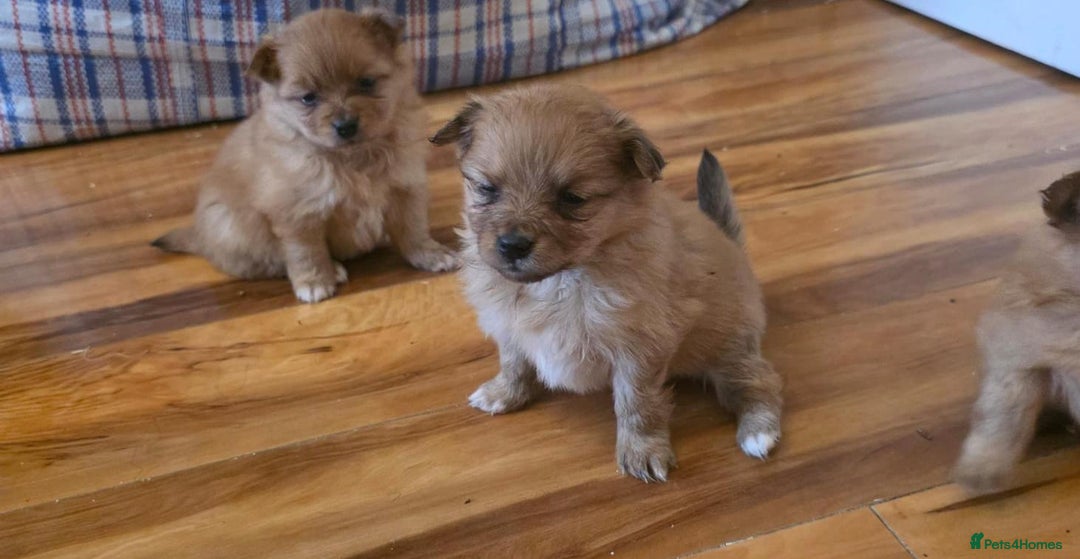 Pomeranian dogs for sale: Pomeranian Puppies - Image 15