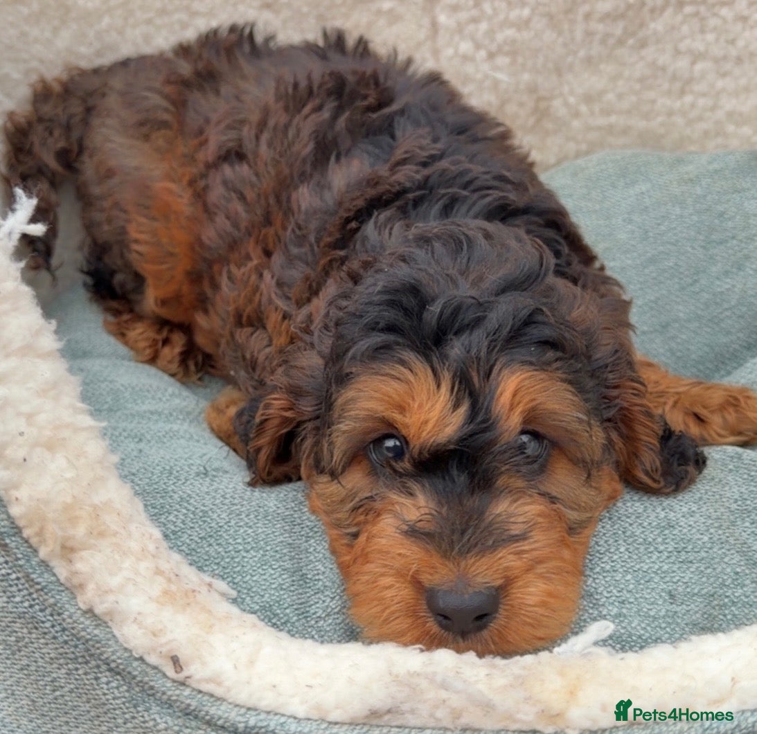 Cockapoo dogs Beautiful Rare f1 cockapoo puppies  - Advert 1