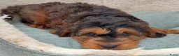 Cockapoo dogs for sale: Beautiful Rare f1 cockapoo puppies  - Advert 1