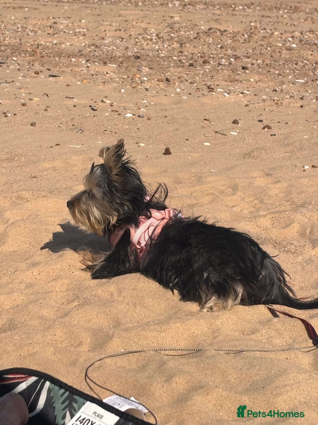 Yorkshire Terrier dogs for sale: Yorkie girl for rehome 🥺 - Image 4