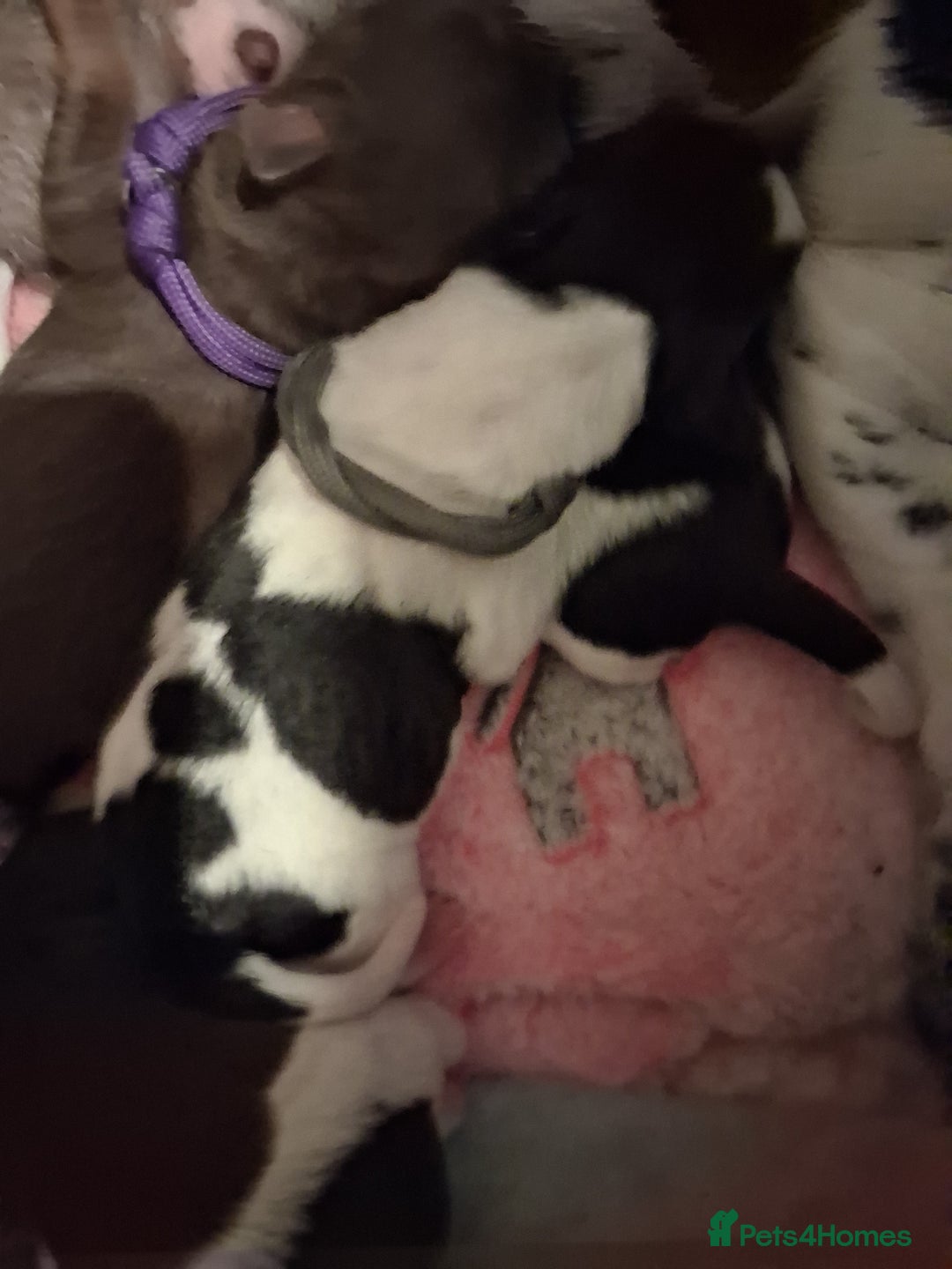 Mixed Breed dogs for sale: Jack Russell cross dachshund puppies  - Image 8