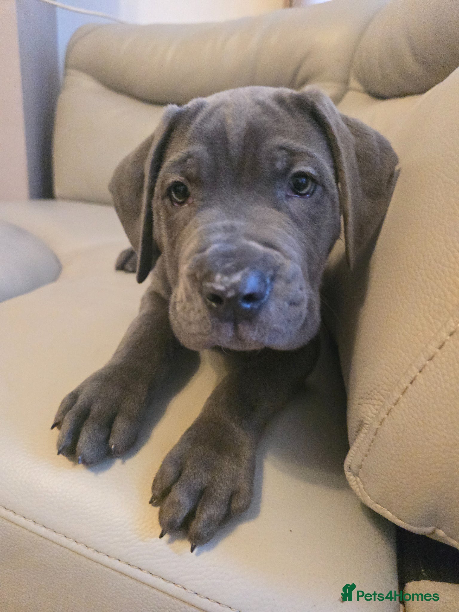 Cane Corso dogs Blue cane corso - Advert 2