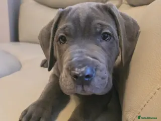 Cane Corso dogs Blue cane corso - Advert 2
