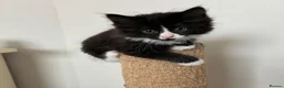 British Longhair cats for sale: 5 stunning kittens  - Advert 18