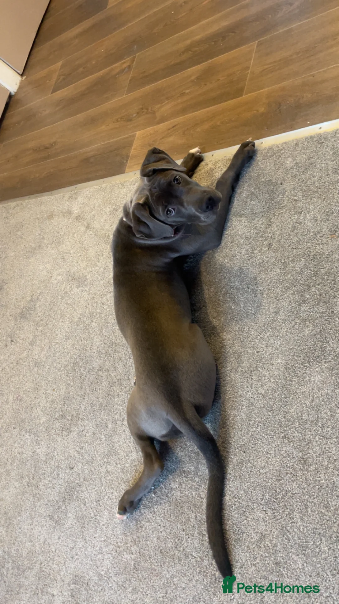 Cane Corso dogs for sale: Blue cane corso female  in Sheffield - Advert 4