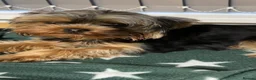 Yorkshire Terrier dogs for sale: Russian Yorkshire terrier female. - Advert 3