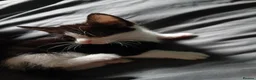 Mixed Breed cats for sale: Kittens  - Advert 2