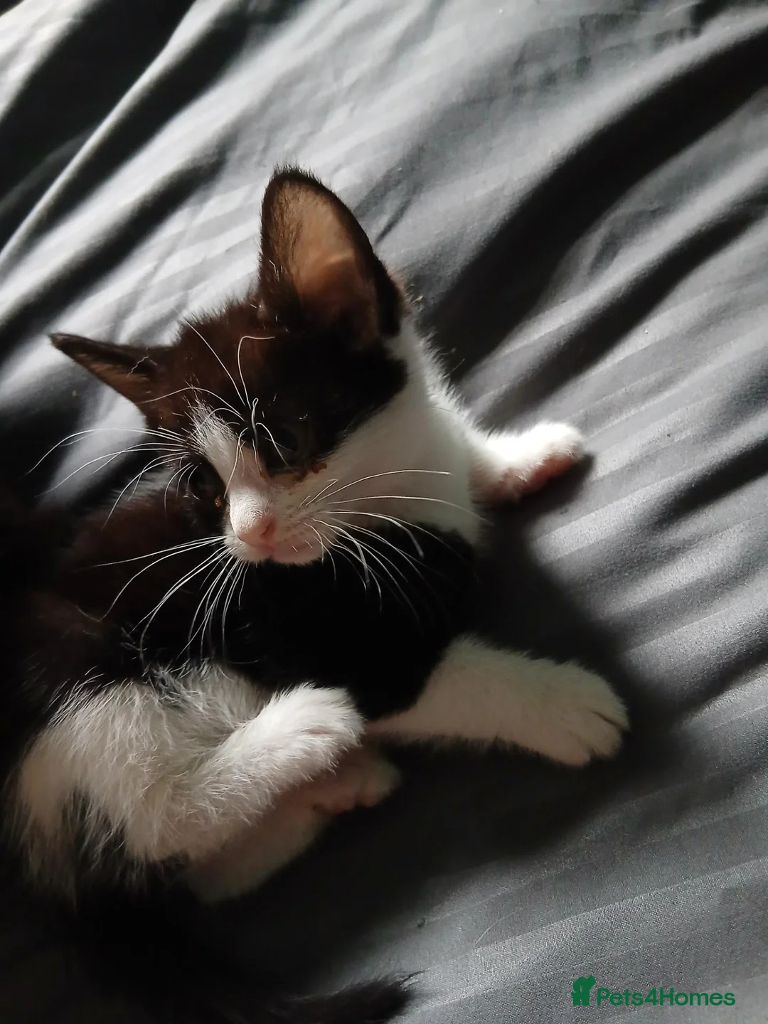 Mixed Breed cats for sale: Kittens  - Advert 2