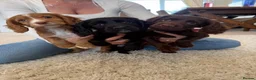 Cocker Spaniel dogs for sale: Ready Now, Cocker Spaniel Pups KC Reg, Field trial - Advert 7