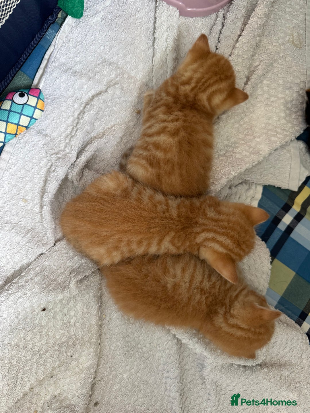 Munchkin cats for sale: 3 ginger male kittens  - Image 3