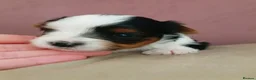 Biewer Terrier dogs for sale: 🐕Yorkshire terrier- Luxury Colors🤍🧡🖤🤎 - Advert 22