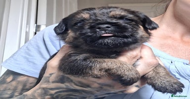 Border Terrier dogs - Advert 9