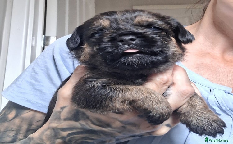Border Terrier dogs - Advert 1