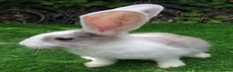 Continental Giant rabbits for sale: PURE Continental Giant Kits - VACCINATED  RESERVE  - Advert 4