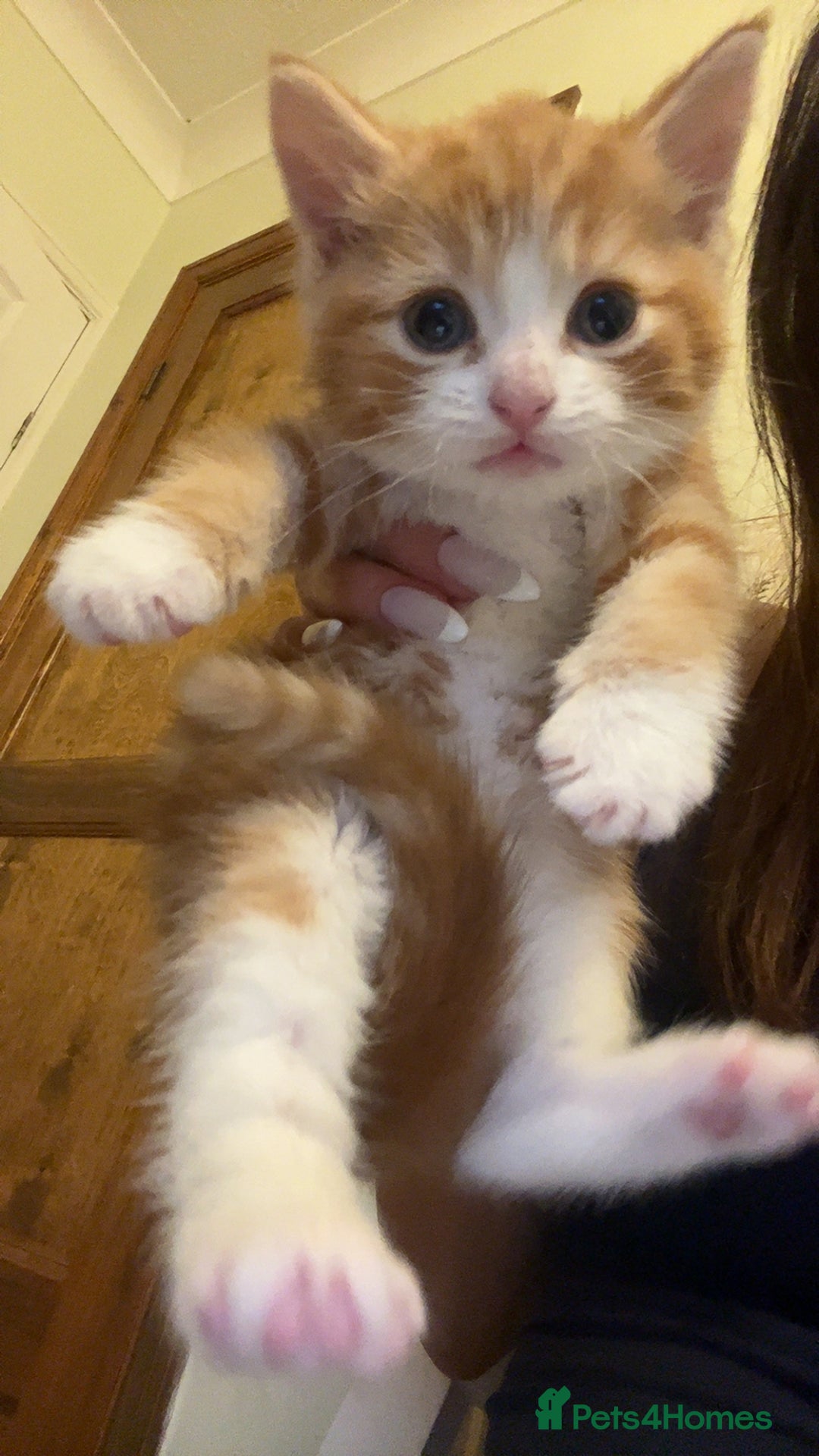 Mixed Breed cats for sale: GINGER KITTENS - Image 8