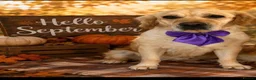 Golden Retriever dogs for sale: Golden retriever female needing a new home in Thetford - Advert 1