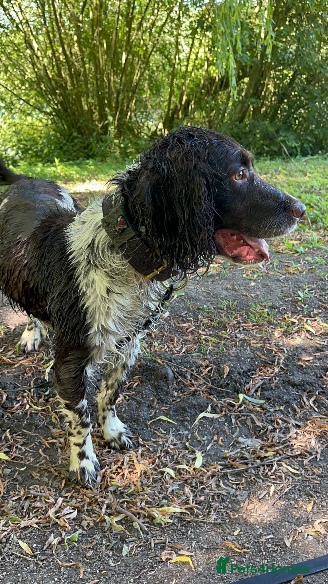 English Springer Spaniel dogs Coby Male 3yrs old  - Advert 2