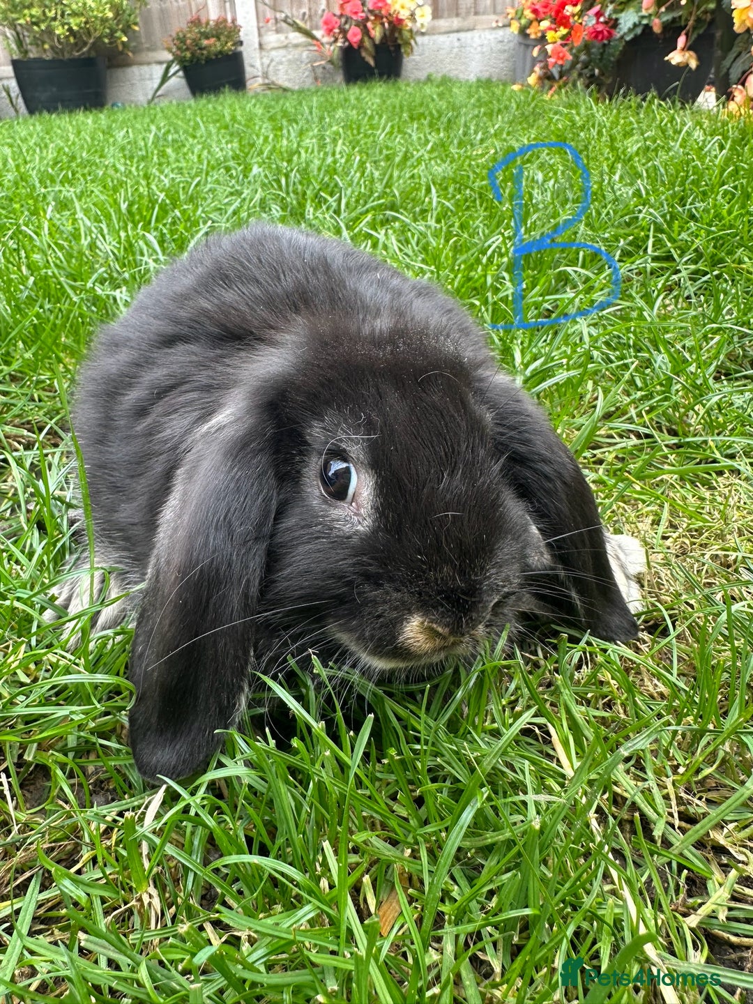 Mini Lop rabbits for sale: Mini Lop Rabbits For Sale  - Image 16