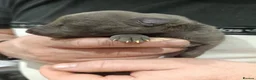 Whippet dogs for sale: KC Registered Whippet Puppies - Advert 3