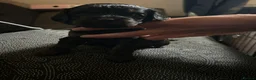 Cavapoo dogs for sale: F1 Cavapoo Puppies - Advert 9