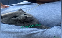 British Shorthair cats for sale: Stunning British short hair 4 sale  - Image 4