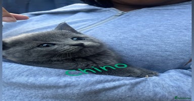 British Shorthair cats - Advert 12