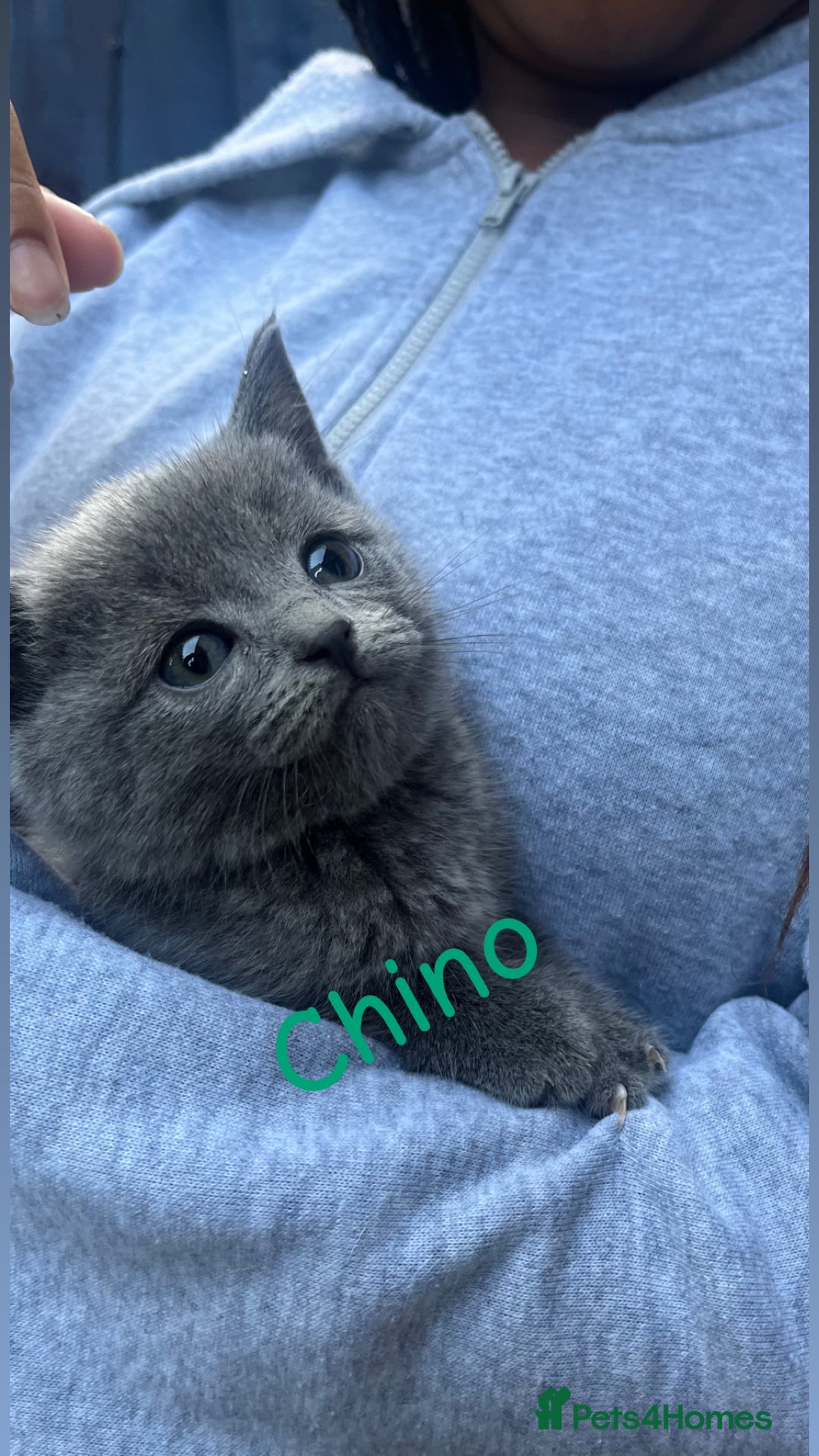 British Shorthair cats for sale: Stunning British short hair 4 sale  - Image 4