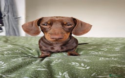 Miniature Dachshund dogs for sale: Handsome Wilbur for sale - miniature dachshund  - Image 5