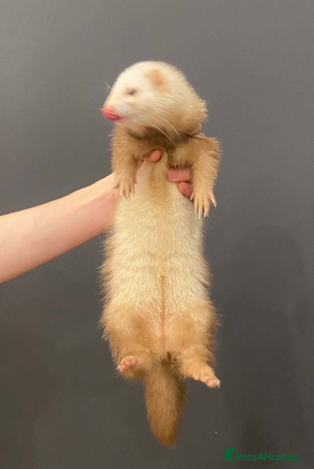 Ferret rodents for sale: Ferret with large home  in Richmond - Advert 5