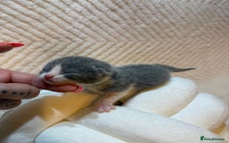 British Shorthair cats for sale: Pure British Shorthair Kittens😻🥇🏆Champion Line - Image 14