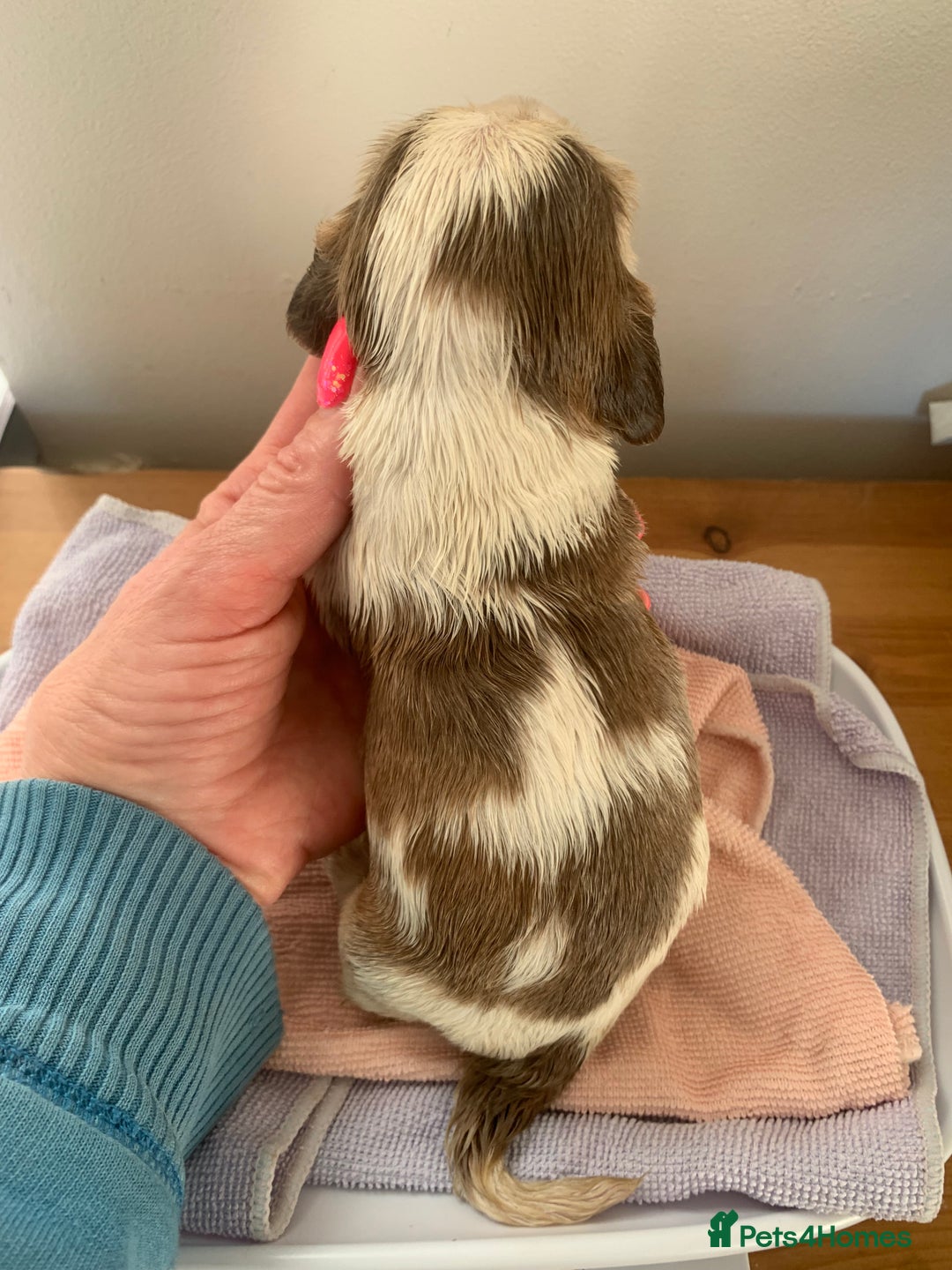 Cocker Spaniel dogs for sale: Beautiful show line cocker spaniel puppies  - Advert 22