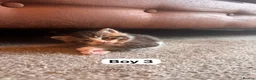 Maine Coon cats for sale: Maine Coon Cross Kittens in Turriff - Advert 6