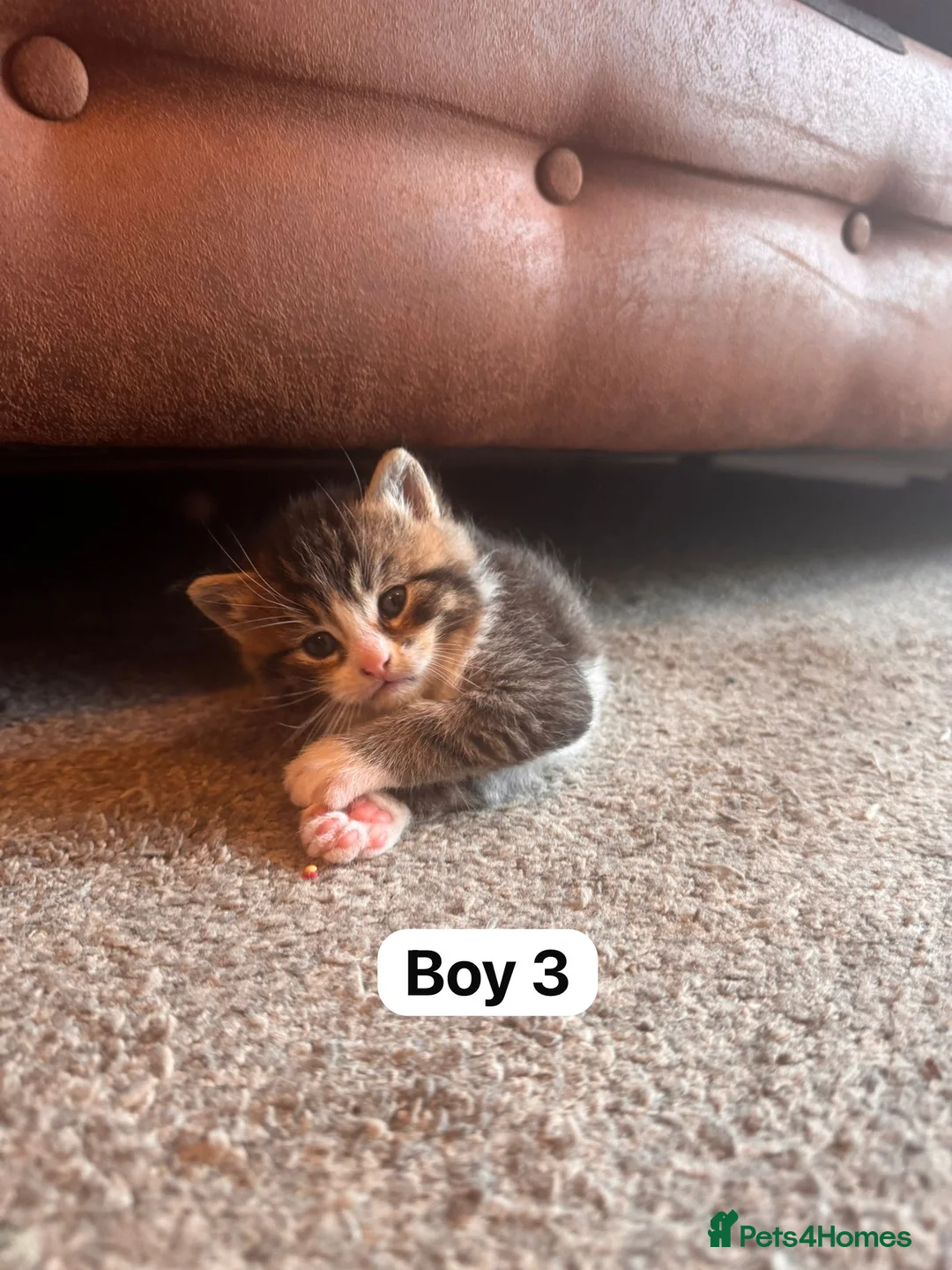 Maine Coon cats for sale: Maine Coon Cross Kittens in Turriff - Advert 6