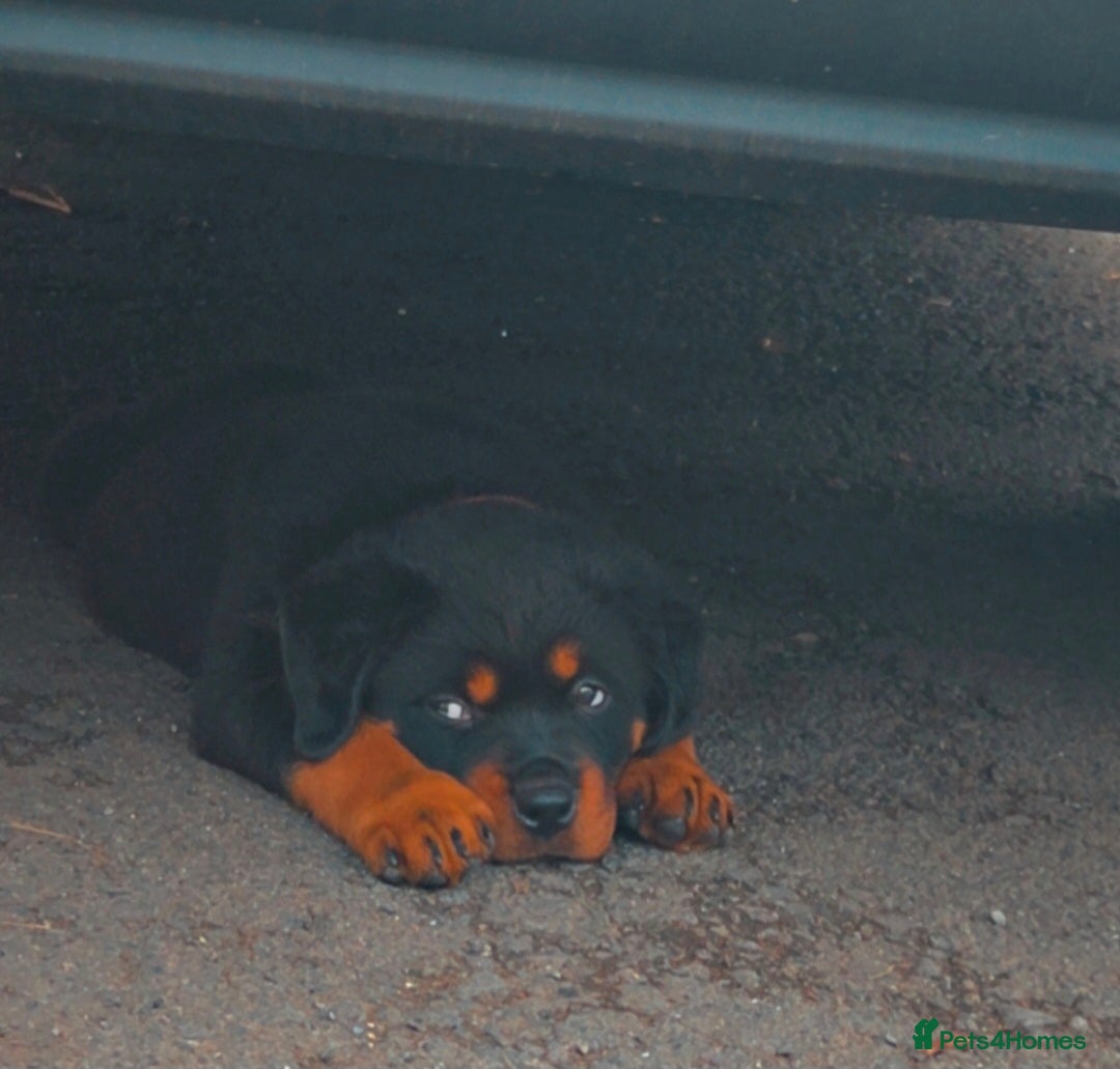 Rottweiler dogs Rottweiler Puppies – Champion & Top Bloodlines - Advert 10